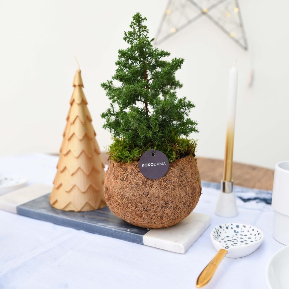 Kokodama® kerstboom in giftbox (S)